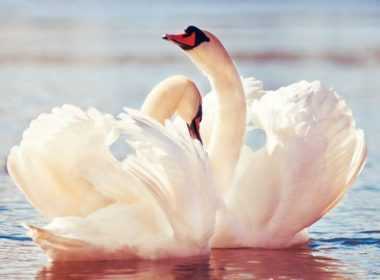 3ba6441d5bfa05d5f745016ea772fb08_XL