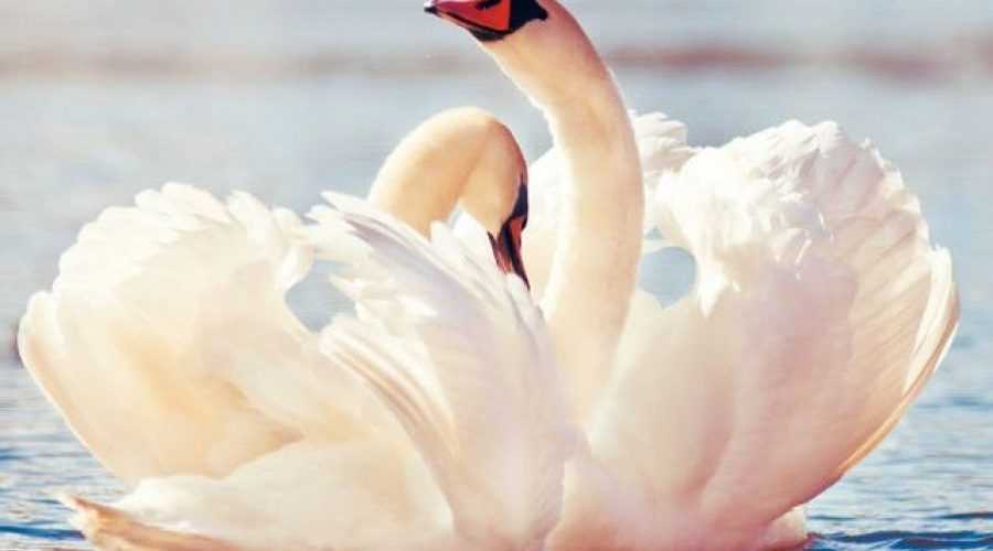 3ba6441d5bfa05d5f745016ea772fb08_XL