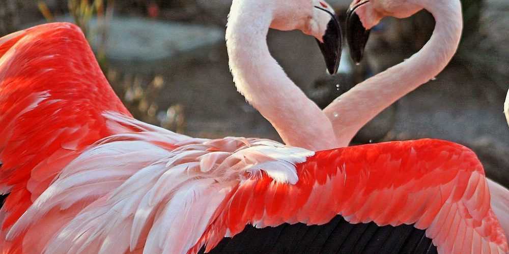 ζωδια-αστρολογος-11