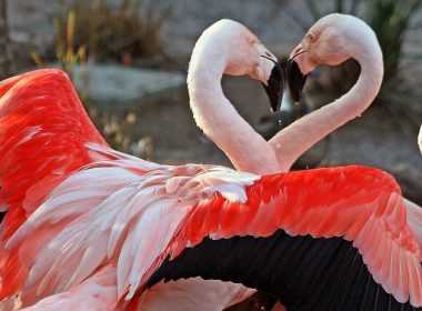 ζωδια-αστρολογος-11