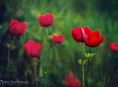 lovers_in_the_wind_by_alexgphoto-d6ak8yn