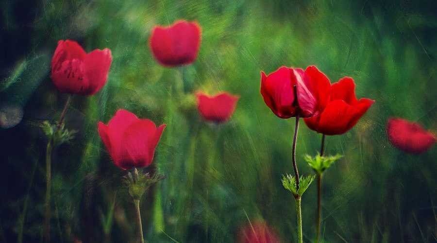 lovers_in_the_wind_by_alexgphoto-d6ak8yn