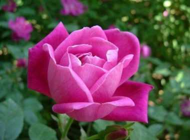 astrologia-maioy-2014