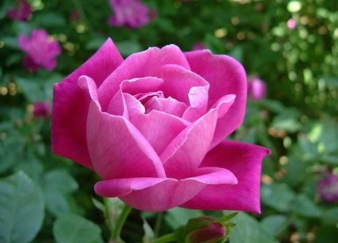 astrologia-maioy-2014