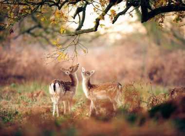 imerisies-provlepseiw-25-4