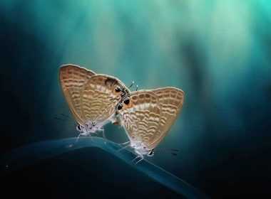 erwtikes-provlepseis-zwdia-paraskeyi-23-5