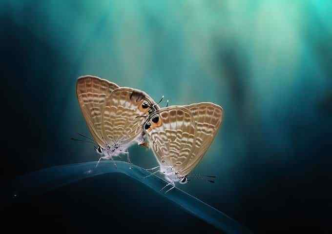 erwtikes-provlepseis-zwdia-paraskeyi-23-5