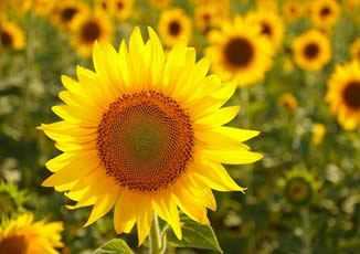 zwdia-prwti-imera-kalokairioy